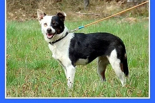 4 kg,młoda,łagodna,tulaśna,grzczna suczka PANDA.Ad