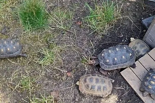 Żółw Żabuti Chelonoidis Carbonarius, Opolskie, Opole