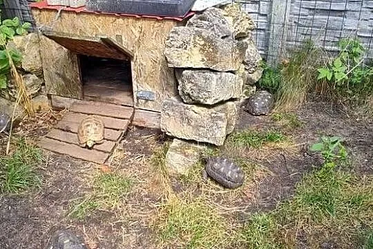 Żółw Żabuti Chelonoidis Carbonarius, Opolskie, Opole