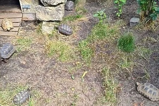 Żółw Żabuti Chelonoidis Carbonarius, Opolskie, Opole