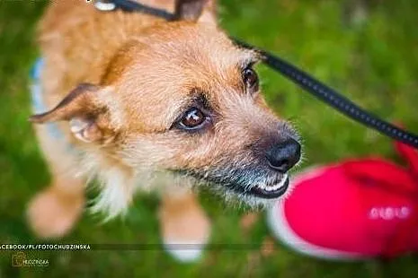 Ludka, mała suczka o wspaniałym charakterze czeka 