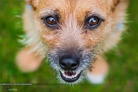 Ludka, mała suczka o wspaniałym charakterze czeka 