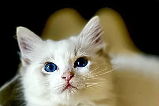 Kocurek Ragdoll DRACO
