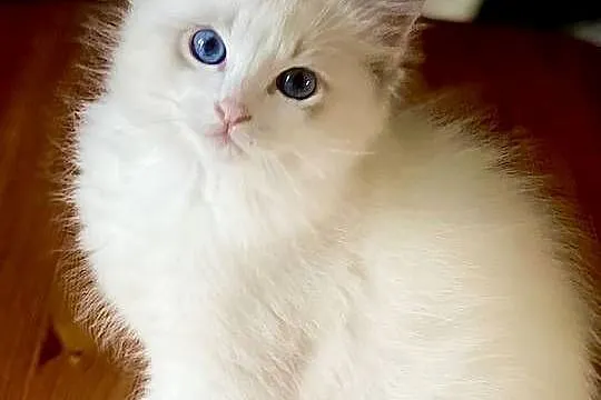Kocurek Ragdoll DRACO, Śląskie, Częstochowa
