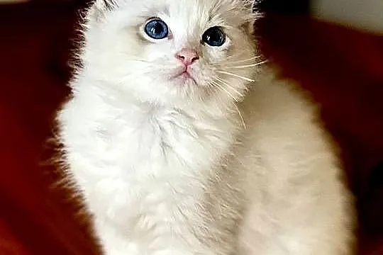 Kocurek Ragdoll DRACO, Śląskie, Częstochowa