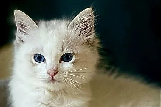 Kocurek Ragdoll DRACO, Śląskie, Częstochowa