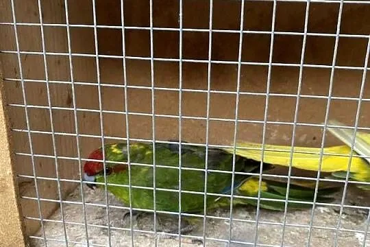 Papugi modrolotka