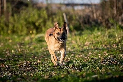 Cztery łapy, para uszu, oczy, nos i ogon- to właśn