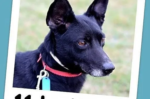 Przyjacielski,wesoły,łagodny,nieduży 11 kg psiak KUBA.Adopcja,  dolnośląskie Wrocław