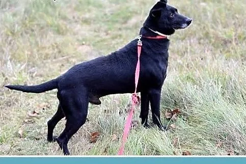Przyjacielski,wesoły,łagodny,nieduży 11 kg psiak K