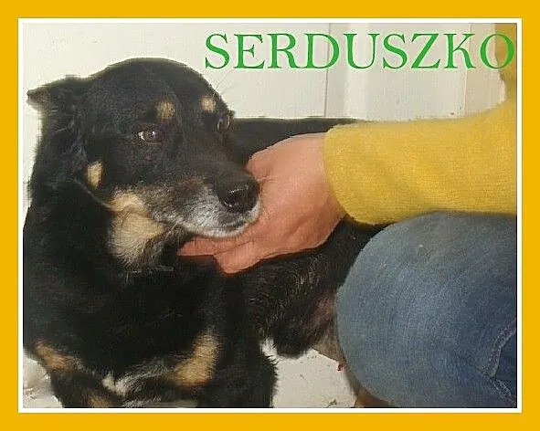 SERDUSZKO- mały piesek,przytulaśny, łagodny, przyj
