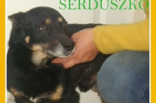 SERDUSZKO- mały piesek,przytulaśny, łagodny, przyjacielski_Adopcja_