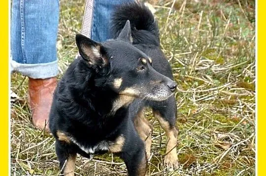 SERDUSZKO- mały piesek,przytulaśny, łagodny, przyj