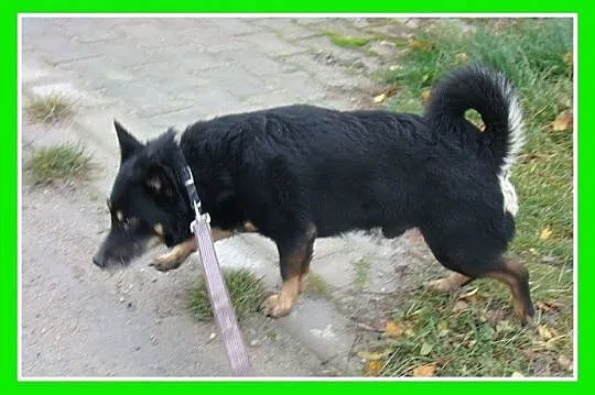 SERDUSZKO- mały piesek,przytulaśny, łagodny, przyj