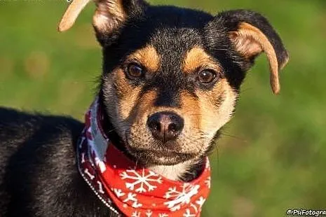 JJ – 4 mc REZOLUTNY i ROZWAŻNY psi DZIECIAK do adopcji ,  mazowieckie Warszawa