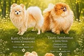 Szczeniaki# pomeranian # do rezerwacji