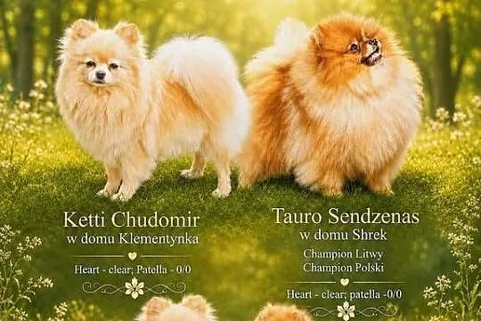 Szczeniaki# pomeranian # do rezerwacji