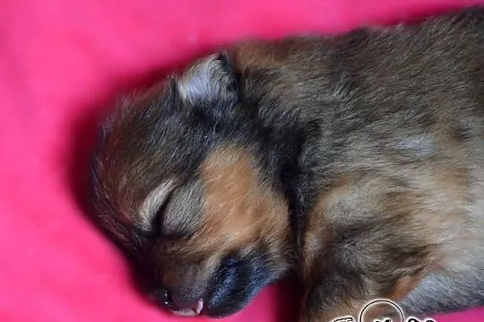 Szczeniaki# pomeranian # do rezerwacji, Pomorskie, Pruszcz Gdański