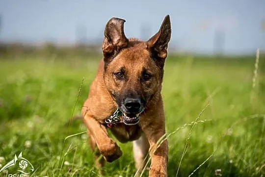 KORIN - postura spora i dusza domatora!