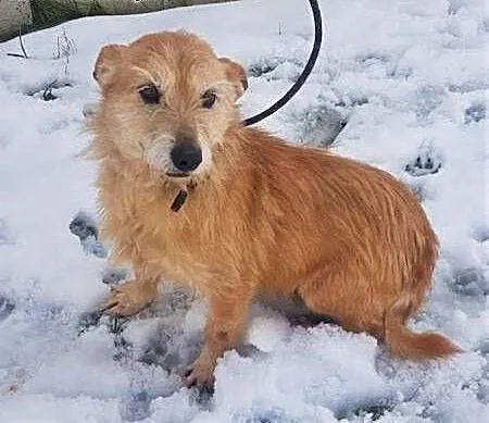 BIANKA - mała, kochana sunia w typie terriera szuka domu, mazowieckie Warszawa, Mazowieckie, Warszawa