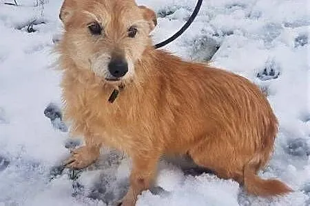 BIANKA - mała, kochana sunia w typie terriera szuka domu,  mazowieckie Warszawa, Mazowieckie, Warszawa