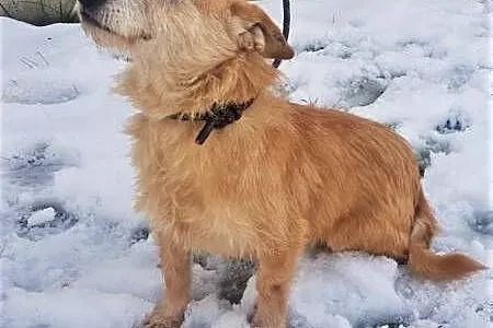 BIANKA - mała, kochana sunia w typie terriera szuka domu,  mazowieckie Warszawa, Mazowieckie, Warszawa