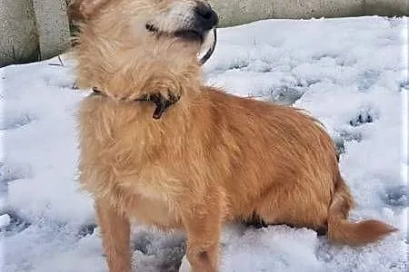 BIANKA - mała, kochana sunia w typie terriera szuka domu,  mazowieckie Warszawa, Mazowieckie, Warszawa