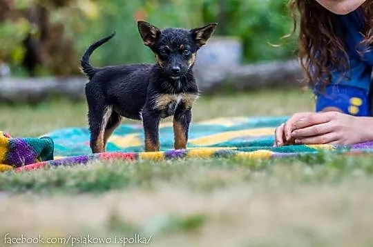 3 miesięczne bajkowe sunie SZCZENIAKI Esmeralda i 