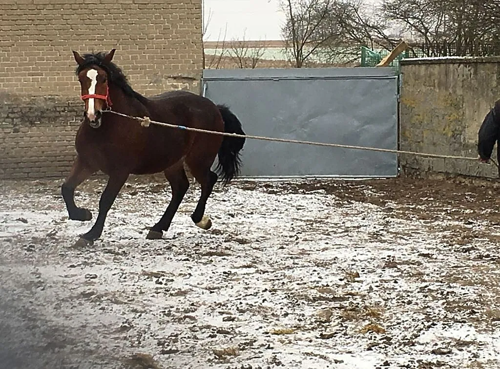 sprzedam konia rasa śląska, , Kiełczygłów