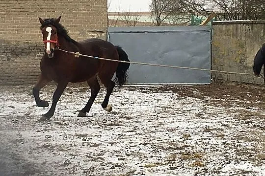 sprzedam konia rasa śląska, , Kiełczygłów