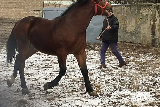 sprzedam konia rasa śląska, , Kiełczygłów