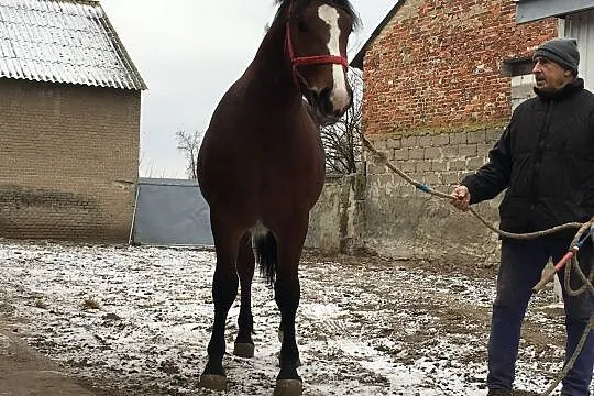 sprzedam konia rasa śląska, , Kiełczygłów