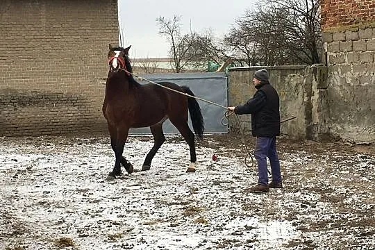 sprzedam konia rasa śląska, , Kiełczygłów