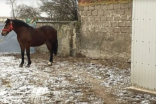 sprzedam konia rasa śląska, , Kiełczygłów
