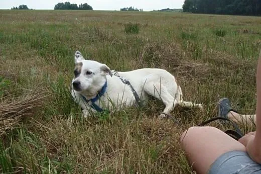 Tola czeka na ciepły, bezpieczny dom,  śląskie Kat