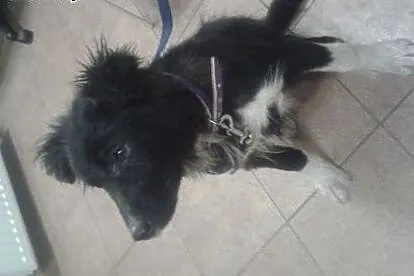 Duży szczeniak do adopcji,  podlaskie Białystok
