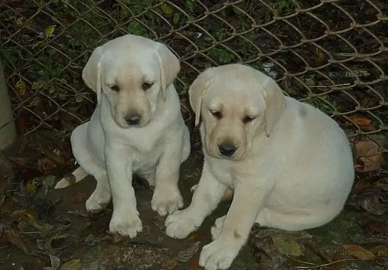 Labrador śliczne szczeniaczki