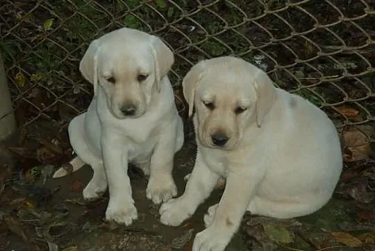 Labrador śliczne szczeniaczki