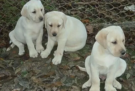Labrador śliczne szczeniaczki