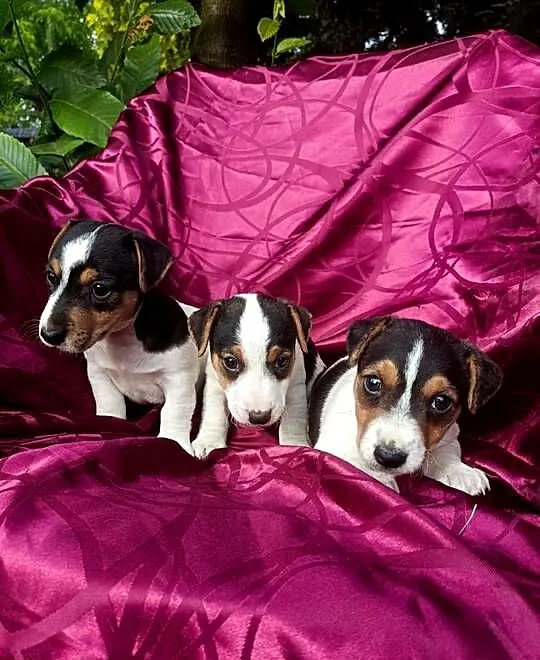 Wzorcowe Jack Russell Terrier gładkowłosy rodzice FCI, Opolskie, Krapkowice
