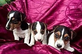 Wzorcowe Jack Russell Terrier gładkowłosy rodzice FCI