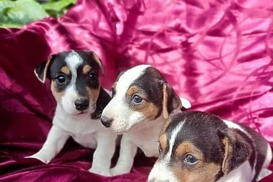 Wzorcowe Jack Russell Terrier gładkowłosy rodzice FCI, Opolskie, Krapkowice