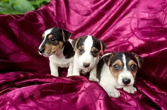 Wzorcowe Jack Russell Terrier gładkowłosy rodzice FCI, Opolskie, Krapkowice
