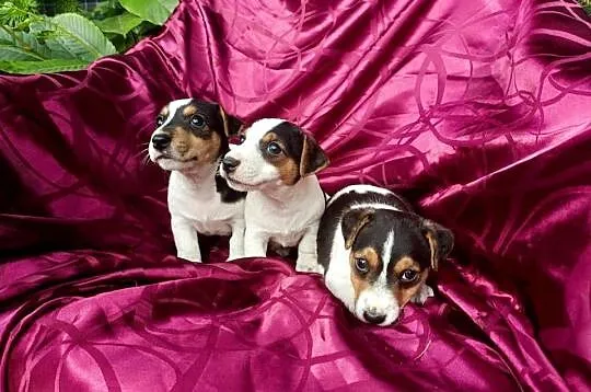 Wzorcowe Jack Russell Terrier gładkowłosy rodzice FCI, Opolskie, Krapkowice