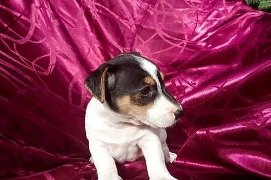 Wzorcowe Jack Russell Terrier gładkowłosy rodzice FCI, Opolskie, Krapkowice