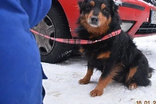 Ignaś, niewielki, kompaktowy kudłatek szuka domu!,