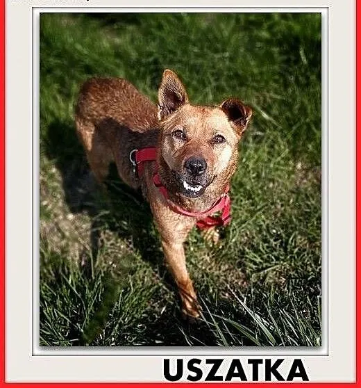 2lata,młoda,średnia,łagodna,delikatna suczka uSZATKA.ADOPCJA, łódzkie Łódź, Łódzkie, Łódź