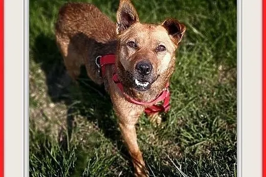 2lata,młoda,średnia,łagodna,delikatna suczka uSZATKA.ADOPCJA,  łódzkie Łódź, Łódzkie, Łódź