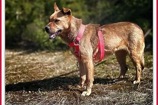 2lata,młoda,średnia,łagodna,delikatna suczka uSZATKA.ADOPCJA,  łódzkie Łódź, Łódzkie, Łódź