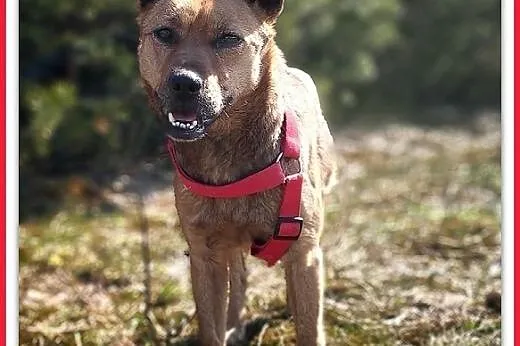 2lata,młoda,średnia,łagodna,delikatna suczka uSZATKA.ADOPCJA,  łódzkie Łódź, Łódzkie, Łódź